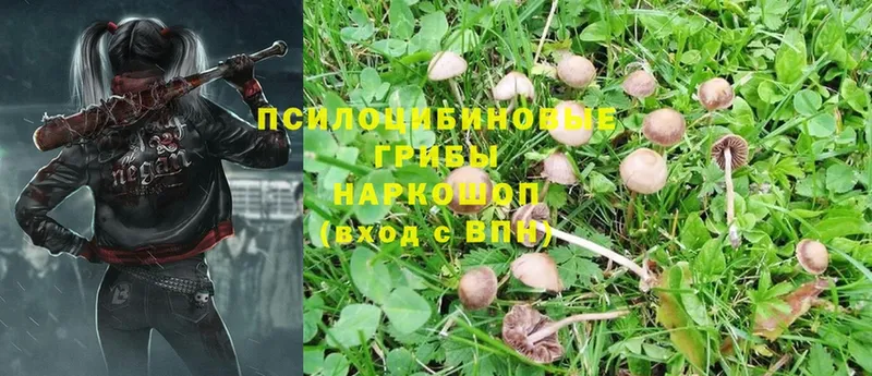 продажа наркотиков  Касимов  Псилоцибиновые грибы Psilocybine cubensis 